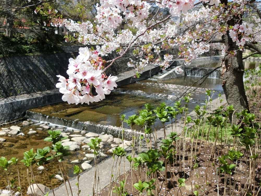 2019.4.13.. 桜　紫陽花