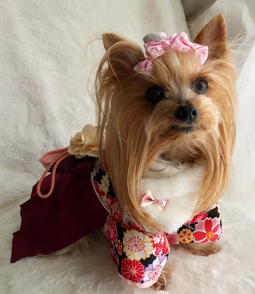 日本の美を犬服でも ～ 袴 - ハンドメイド服