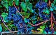 6_Piedmont Vineyard15s