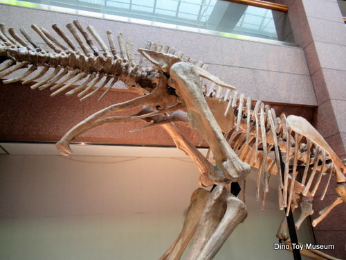 福島県広野町役場　チンタオサウルスの全身骨格