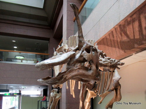 福島県広野町役場　チンタオサウルスの全身骨格