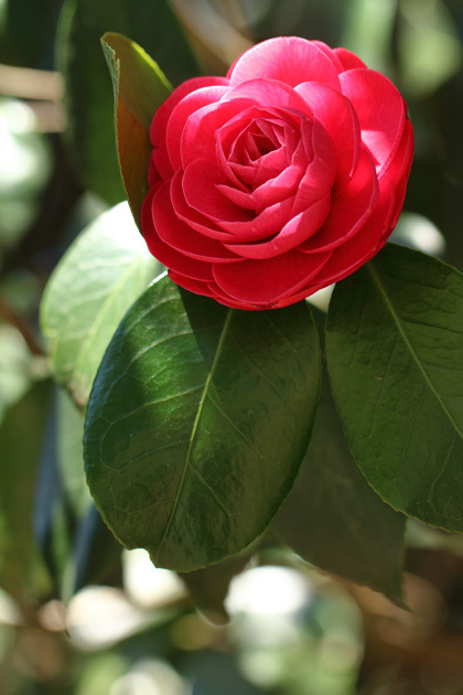 190403_Camellia.jpg