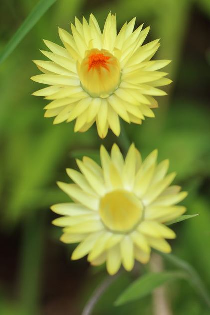 190708_Helichrysum-bracteatum.jpg