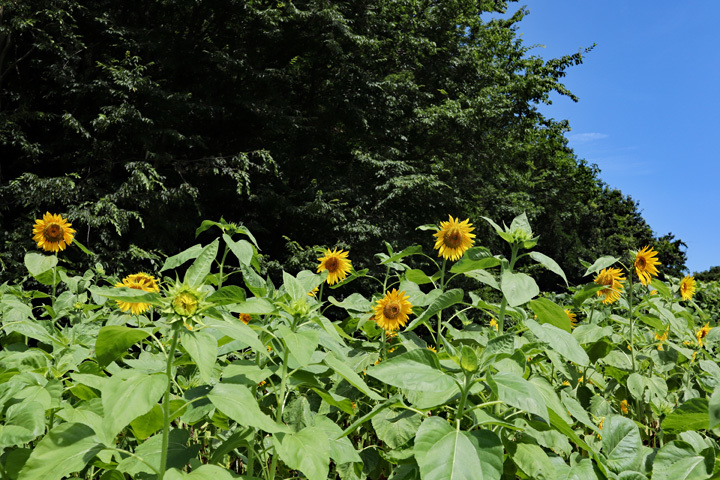 190806_Jike-Sunflower-Field.jpg
