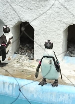 ペンギンさん＠上野動物園