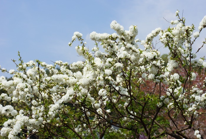 庭桜4