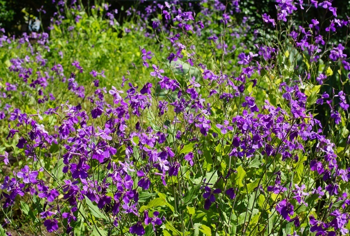 紫菜花191