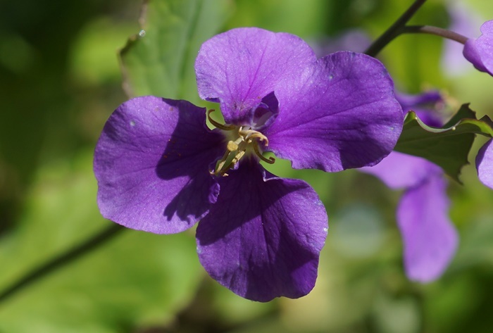 紫菜花193