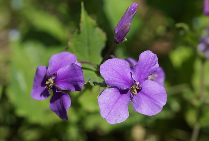 紫菜花192