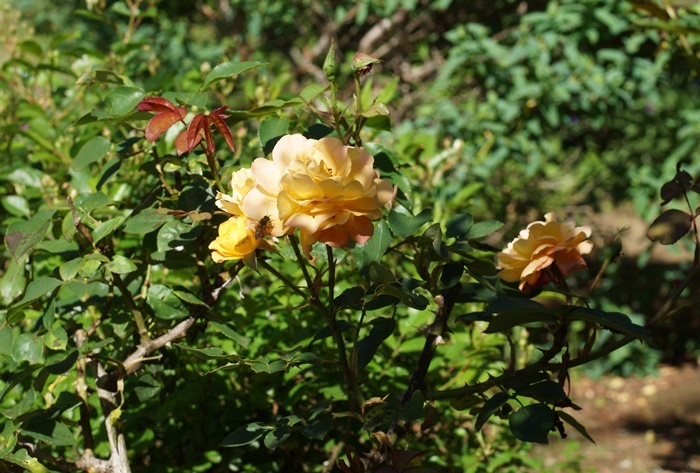 アンネの薔薇193