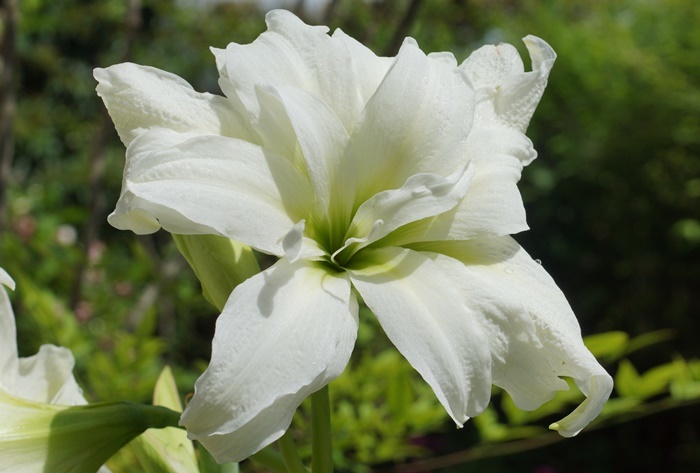 白八重咲きアマリリス195