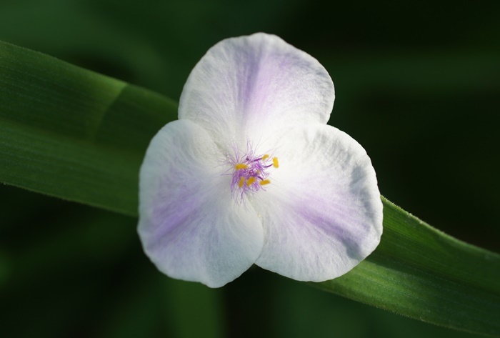 紫露草12