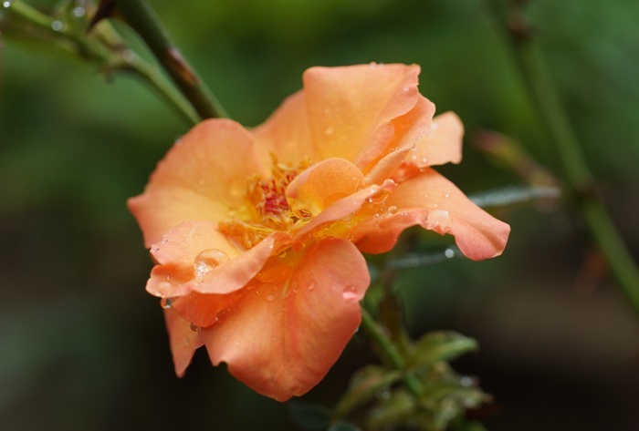 雨の日のアンネの薔薇