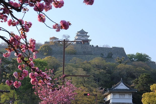 丸亀城　桜