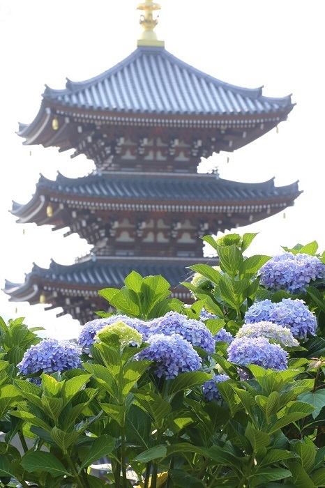 法然寺　仏生山　紫陽花