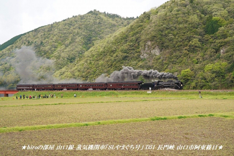hiroの部屋　JR西日本山口線 蒸気機関車「SLやまぐち号」 D51 長門峡 山口市阿東篠目