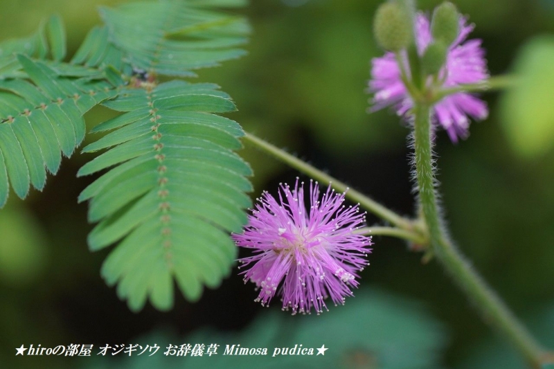 hiroの部屋　オジギソウ （お辞儀草） Mimosa pudica