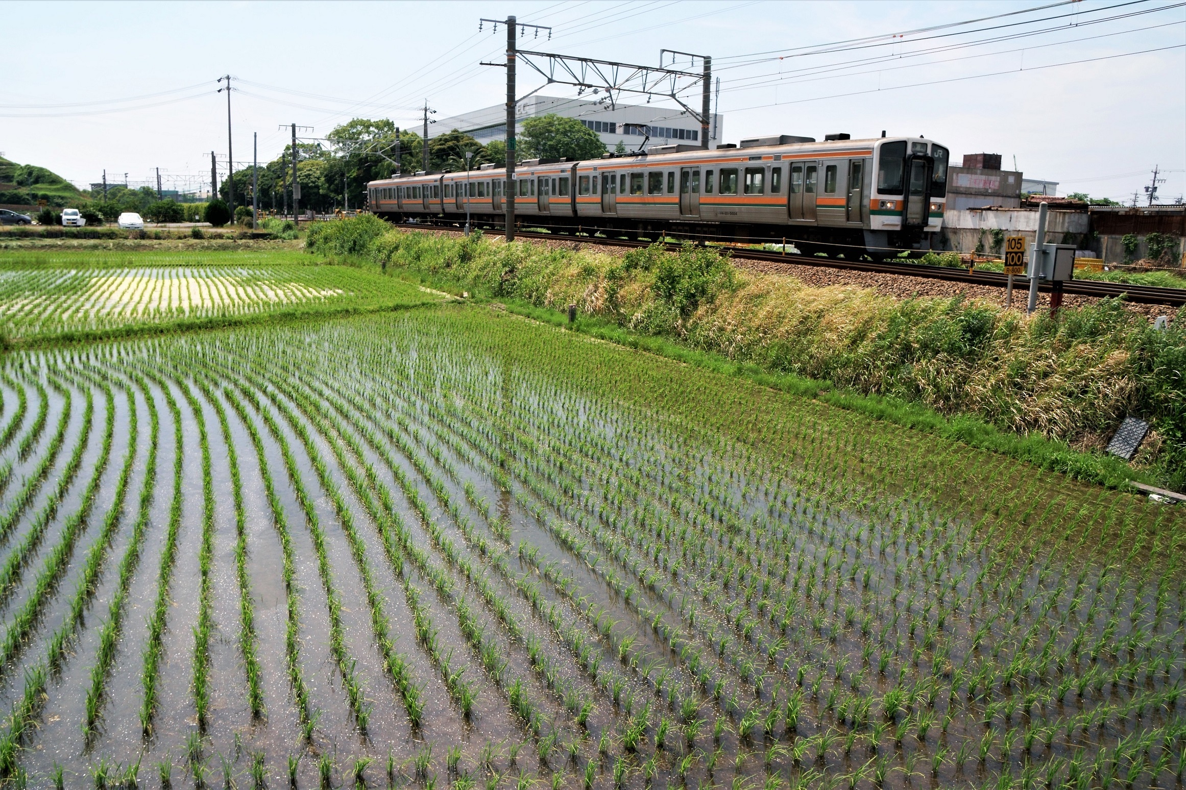 田植えが済んで綺麗な田んぼ横を走る東海道線。