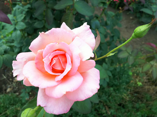 DSC_7339日比谷公園のバラの花_500
