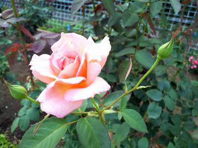 DSC_7338日比谷公園のバラの花_400