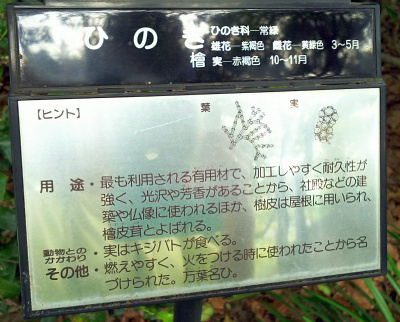 DSC_7353日比谷公園 ヒノキ名札_400