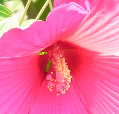 R0045348アメリカフヨウのピンクの花のシベZoom_400