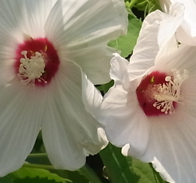 R0045349アメリカフヨウの白い花のシベZoom_400
