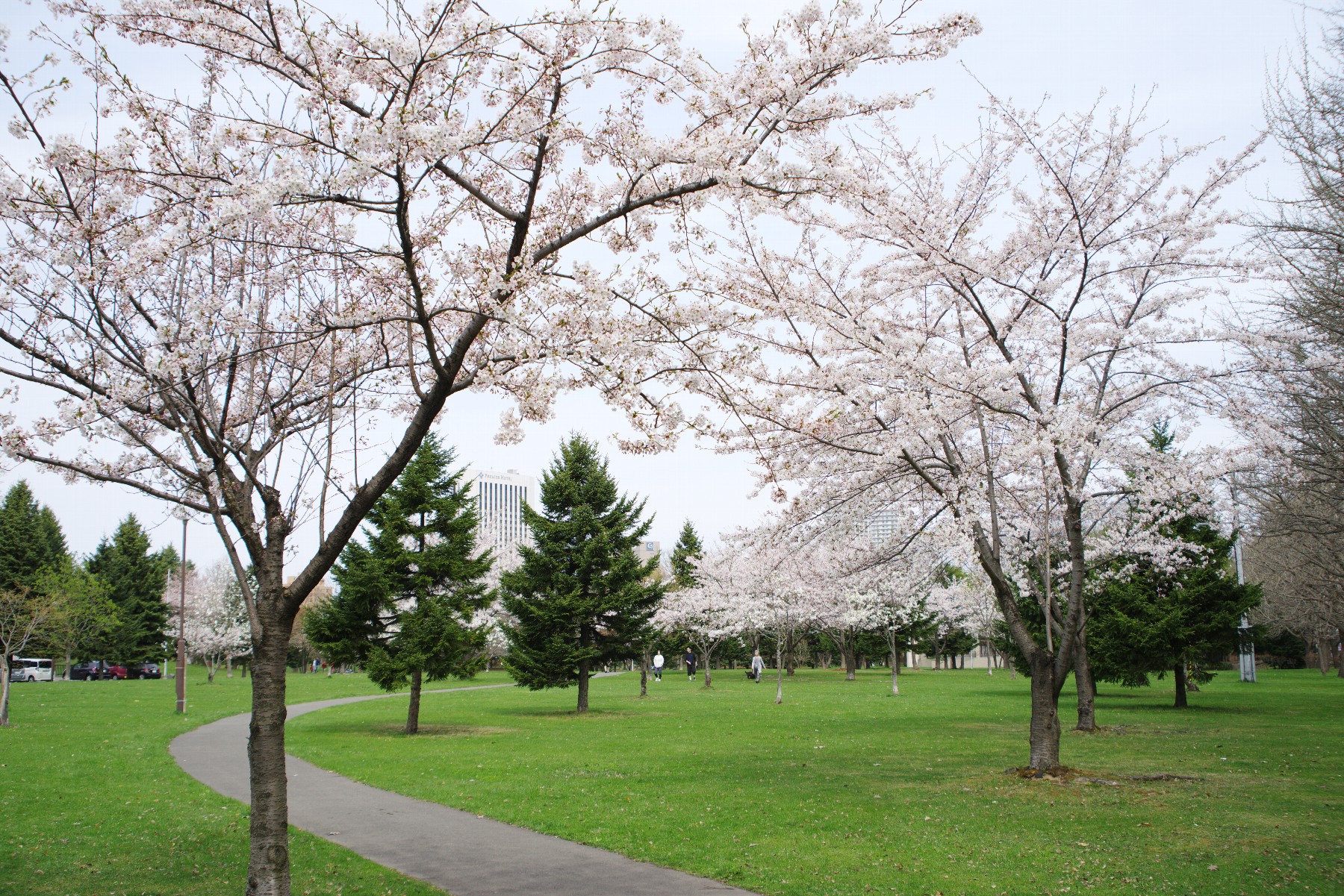 中島公園の桜が見頃です（札幌市）