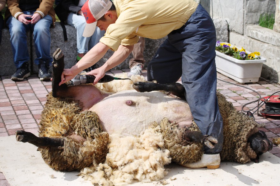 羊の毛刈りショー（世界のめん羊館・士別市）－１－