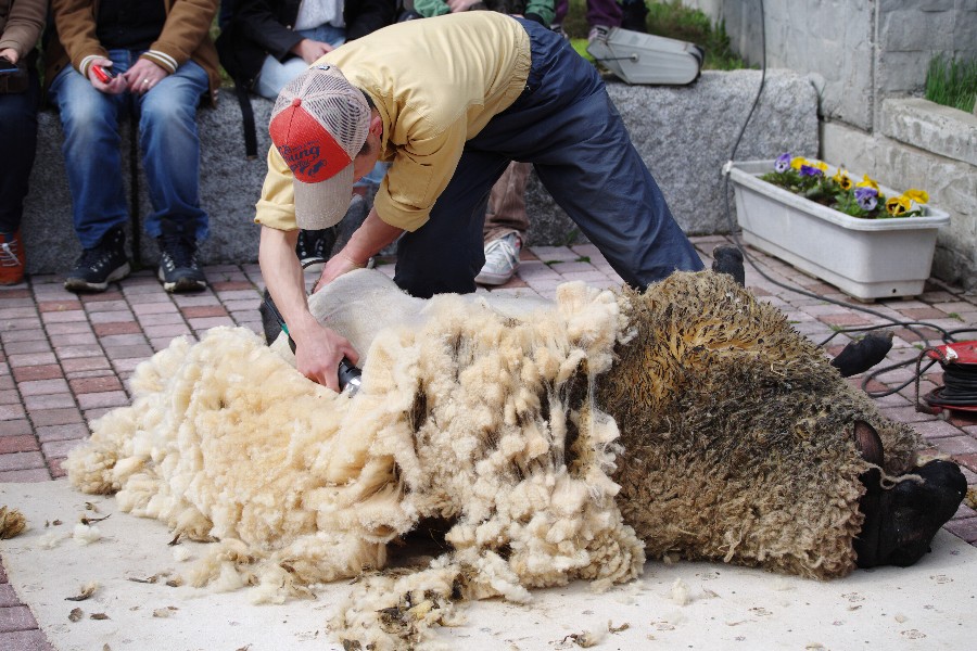 羊の毛刈りショー（世界のめん羊館・士別市）－２－