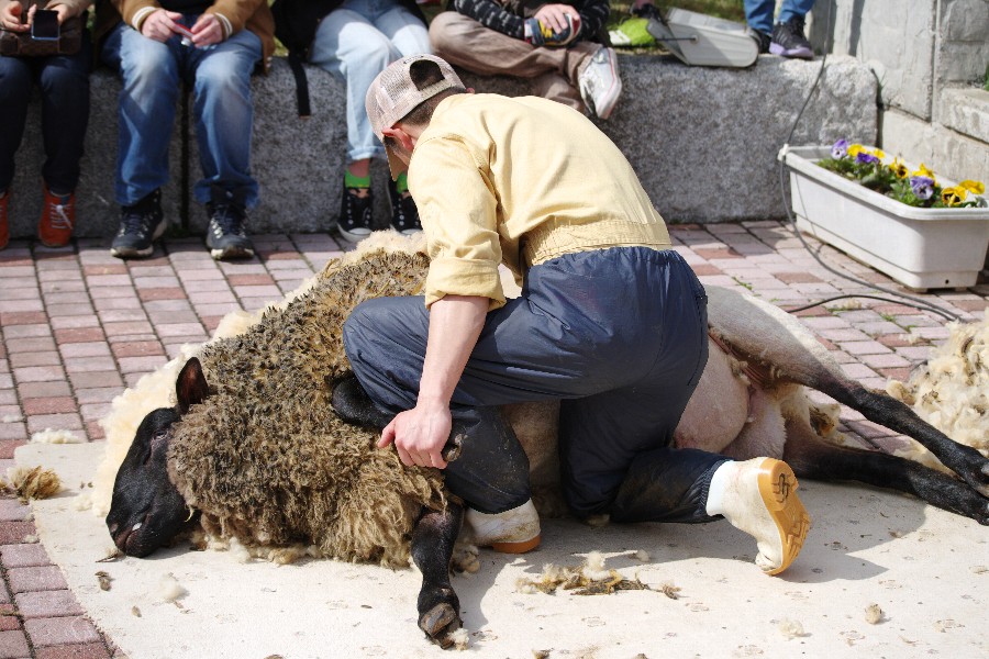 羊の毛刈りショー（世界のめん羊館・士別市）－３－
