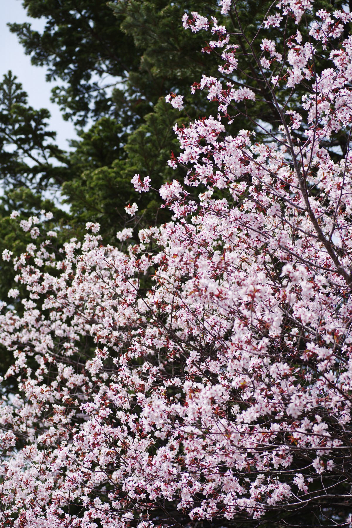 札幌の桜もついに終わりを迎えました