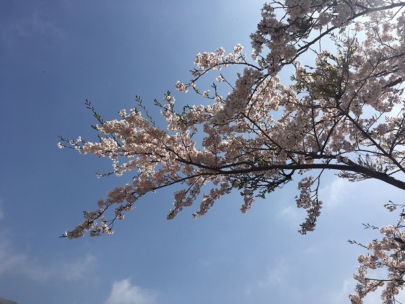 伊吹山・桜