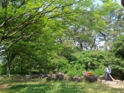 寺尾中央公園の森-2