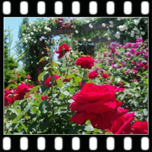 ガーデンと薔薇-14-1