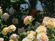 ガーデンと薔薇-3