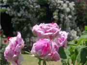 ガーデンと薔薇-28