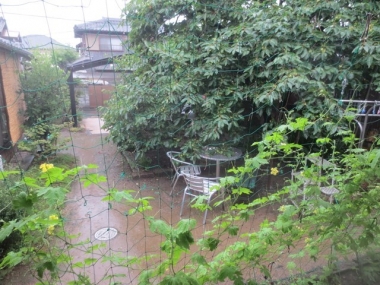 大雨警報中の庭